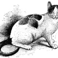Curiously marked white and black cat