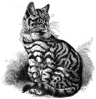Well-marked Silver Black-banded Tabby