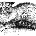 Wild Cat shown at the Crystal Palace Cat Show, 1871