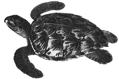 Hawks-Bill Turtle