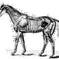 Deep muscles of the horse.jpg