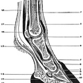 Cross section of foot of a horse.jpg