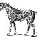 Muscles of the Horse