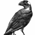 Raven.jpg