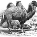 Two-humped Camel.jpg