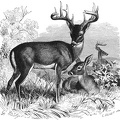 Virginia Deer