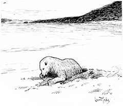 Polar Bear coming out of hibernation