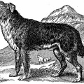 Scotch Colley, or Shepherds Dog.jpg