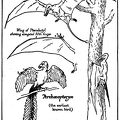 Pterodactyls.png