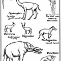 Miocene Mammals.png