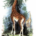 Giraffe Eating.jpg