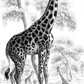 Giraffe group.jpg