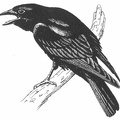 Common Crow.jpg