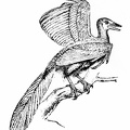 The Archæopteryx.jpg
