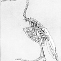 Skeleton of an Extinct Flightless Toothed Bird, Hesperornis.jpg