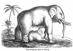 The Elephant, and its young