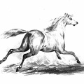 Galloping Horse.jpg
