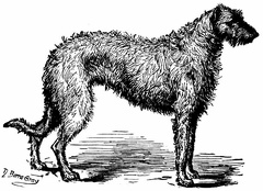 Deerhound