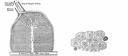 Diagram of a Lobule of the Liver
