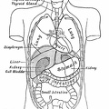 Diagram showing the Relative Positions of the Organs.jpg