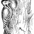 Woodpecker drilling a hole for a nest.jpg