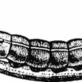 The Caterpillar of the Elephant Hawk-Moth (Chærocampa elpenor). Third Stage.jpg