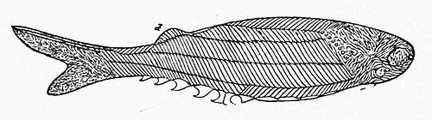 The oldest fossil fish known—discovered in the Upper Silurian strata of Scotland, and named Birkenia by Professor Traquair