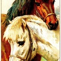 Two horses.jpg