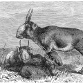 The Saiga-Antelope (Saiga tartarica)