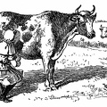 Milking the cow.jpg