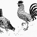 Chickens.jpg