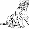 Tiger Cub.jpg