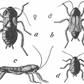 Common Cockroach.jpg