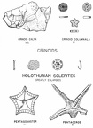 Fossil starfishes, crinoids, and holothurian sclerites