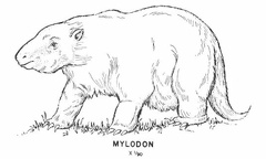 Cenozoic mammals - Mylodonjpg