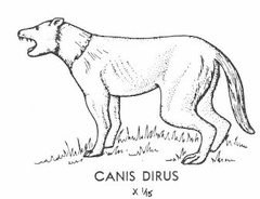Cenozoic mammals - Canis Dirus