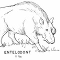 Cenozoic mammals - Entelodont.jpg