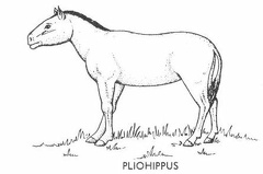 Cenozoic mammals - Pliohippus