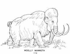 Cenozoic mammals - Woolly Mammothjpg