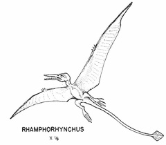 Flying dinosaurs - Rhamphorhynchus