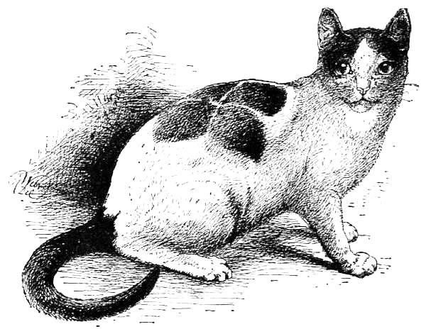 Curiously marked white and black cat.jpg