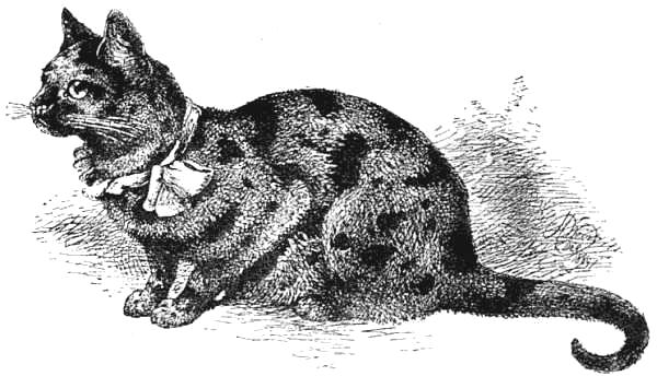 Example of a finely-marked Tortoiseshell Cat.jpg