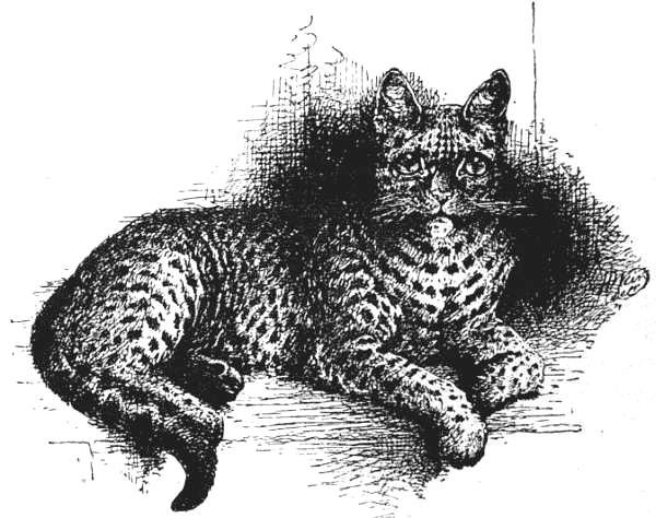 Spotted Tabby Half-bred Indian Wild Cat.jpg