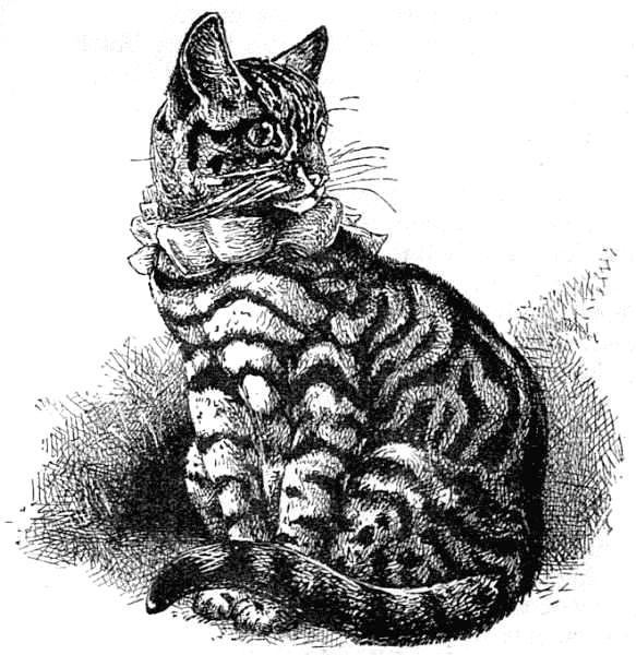 Well-marked Silver Black-banded Tabby.jpg