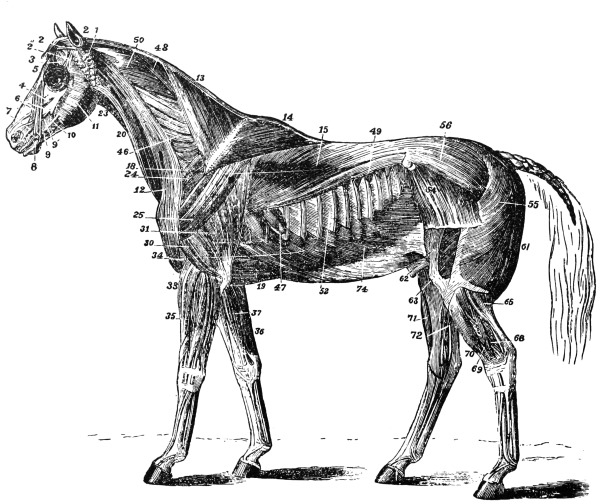 Muscles of the Horse.jpg