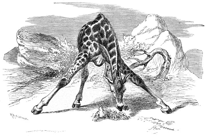 Giraffe, taking something from the bottom