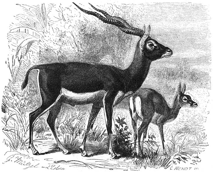 Sasi or Indian Antelope.jpg