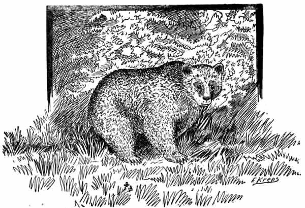 Bear Cub.jpg