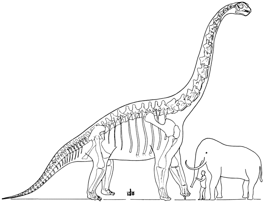 The Largest Known Dinosaur