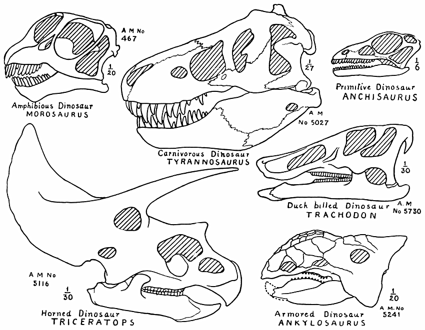 Skulls of Dinosaurs, illustrating the principal types.jpg